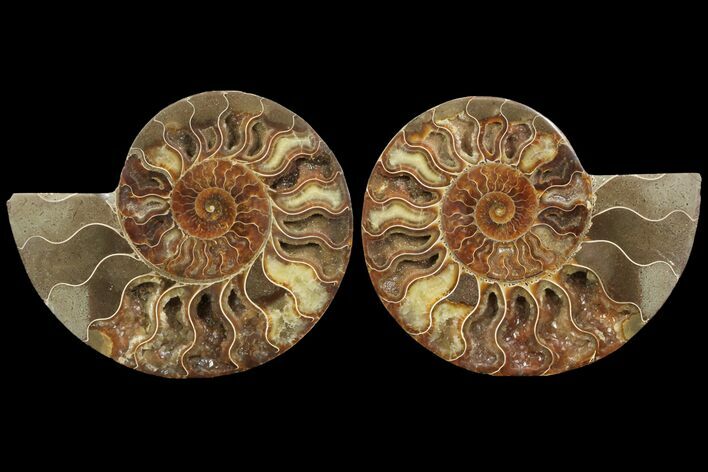 Cut & Polished Ammonite Fossil - Agatized #78330